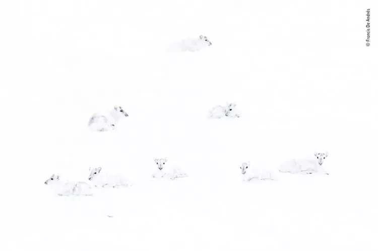 Yaban Hayatın Ödüllü Fotoğrafları galerisi resim 15