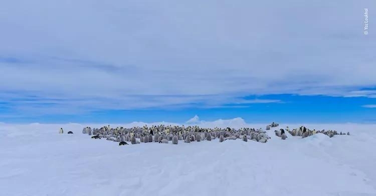 Yaban Hayatın Ödüllü Fotoğrafları galerisi resim 24
