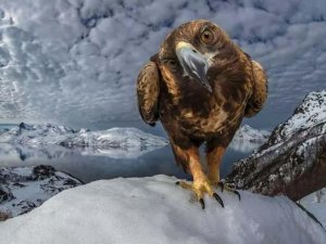 Yaban Hayatın Ödüllü Fotoğrafları