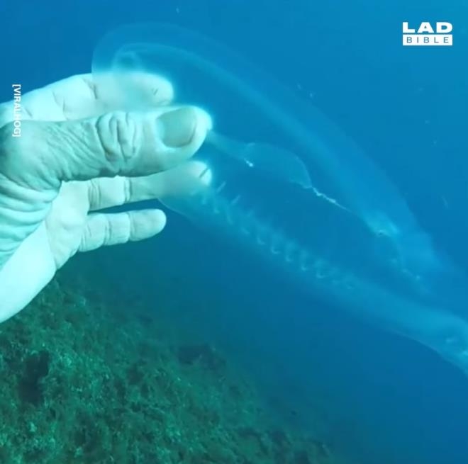İşte Okyanusun Derinliklerinde Yaşayan Fantastik Canlılar galerisi resim 1