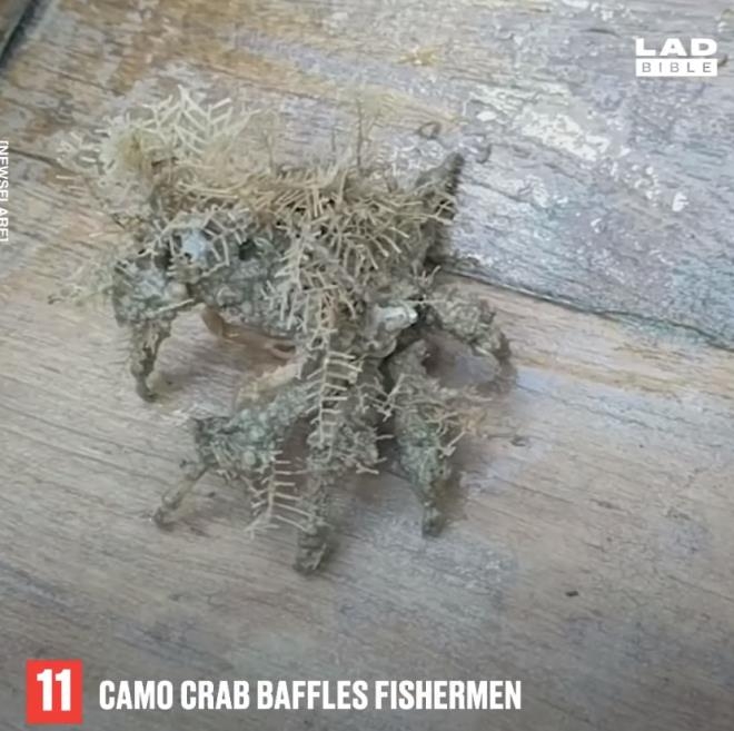 İşte Okyanusun Derinliklerinde Yaşayan Fantastik Canlılar galerisi resim 3