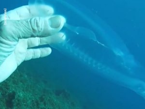 İşte Okyanusun Derinliklerinde Yaşayan Fantastik Canlılar