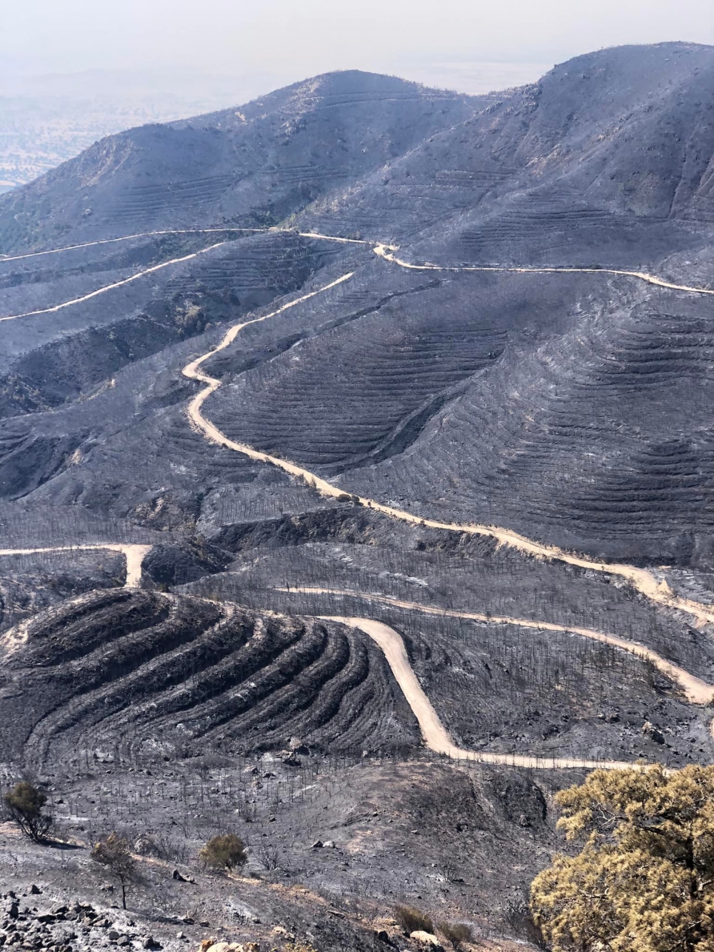 İşte Mersinlik yangınından arda kalanlar galerisi resim 6