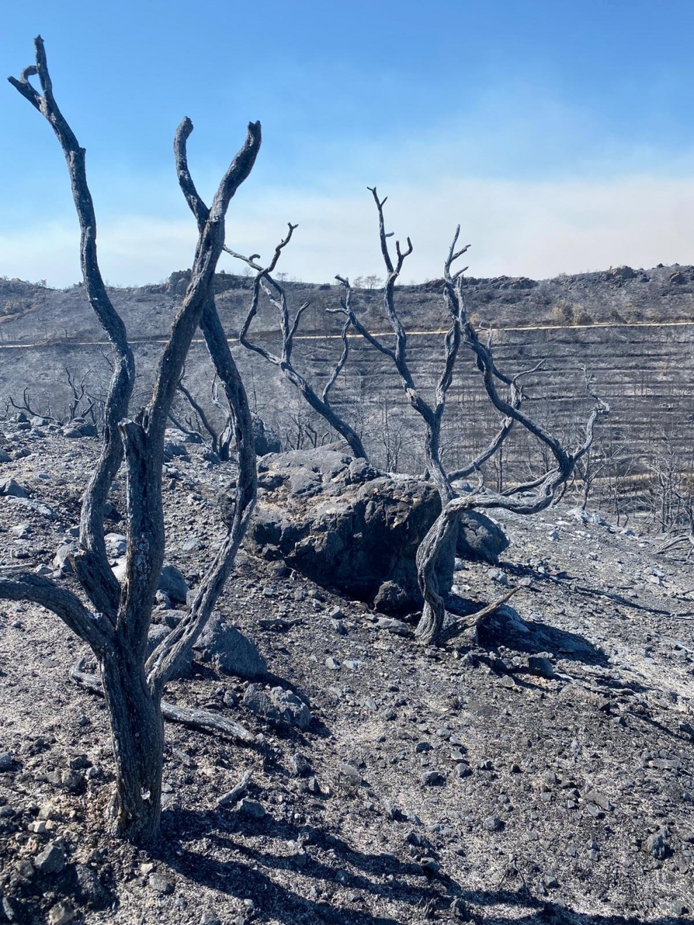 İşte Mersinlik yangınından arda kalanlar galerisi resim 9