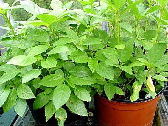 İşte Molehiyanın bilinmeyen 9 faydası! galerisi resim 5