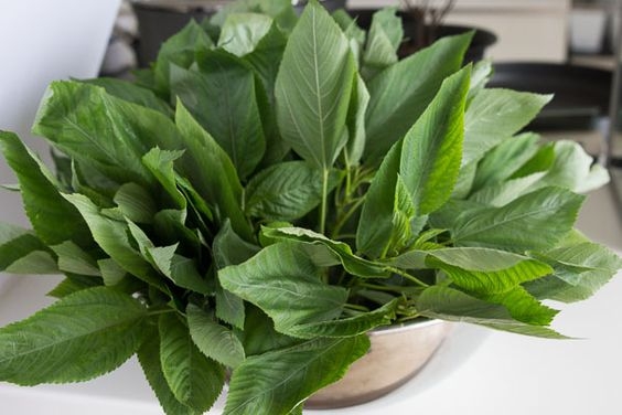 İşte Molehiyanın bilinmeyen 9 faydası! galerisi resim 6