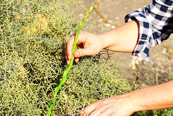 İşte Ayrelli'nin bilinmeyen 10 faydası! galerisi resim 5