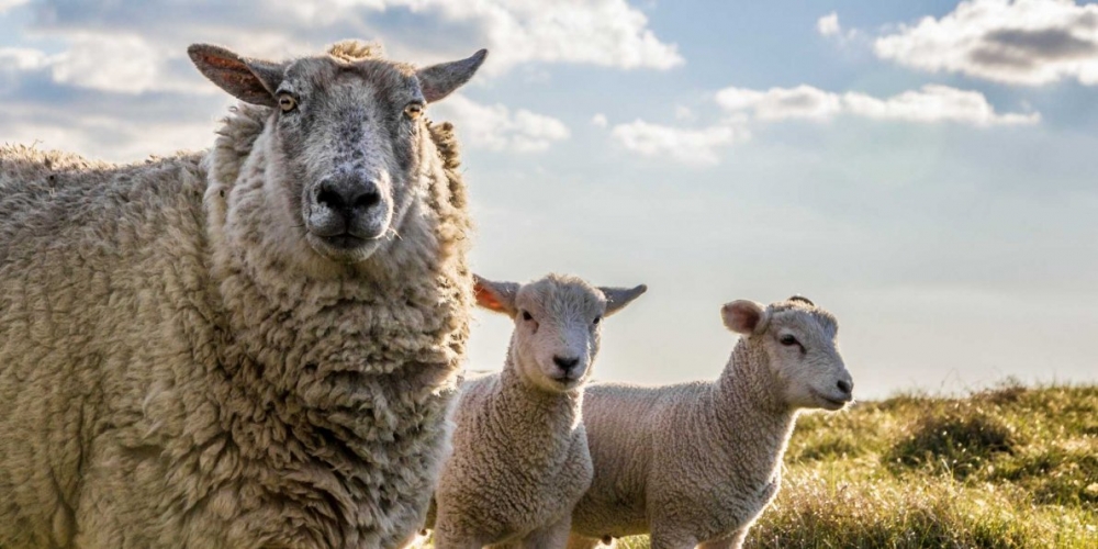 Vegan olmak için 10 neden! galerisi resim 10