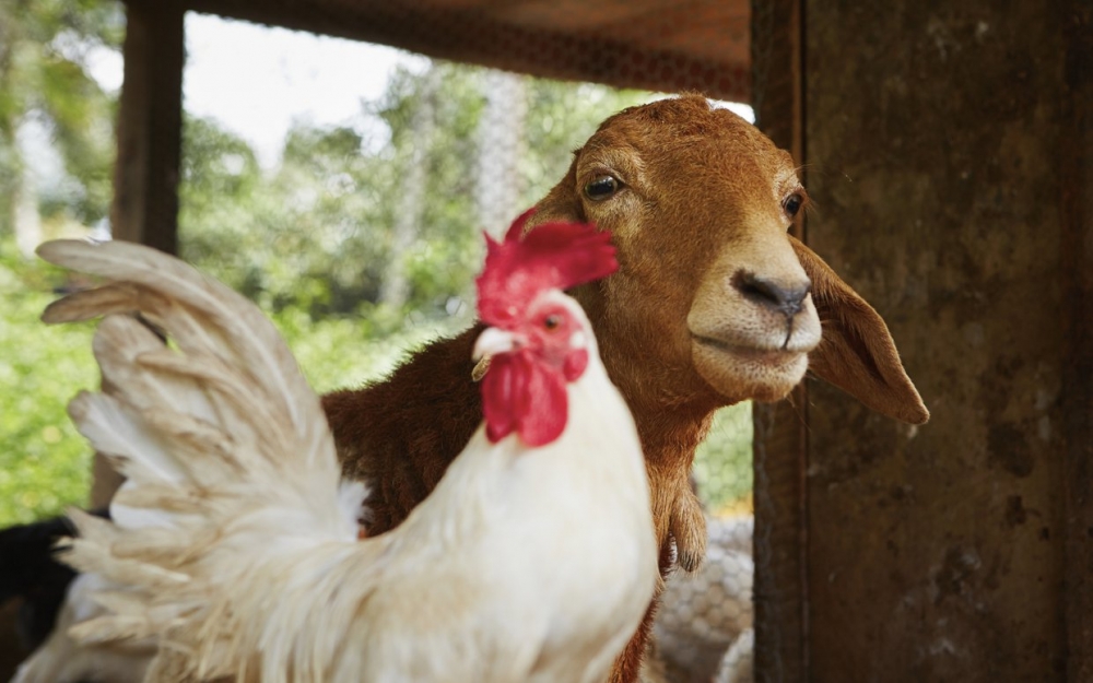 Vegan olmak için 10 neden! galerisi resim 2