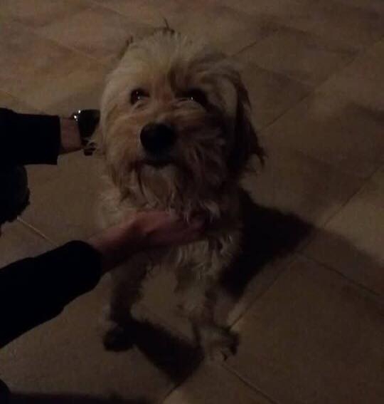 Sokaktaki canlarımıza yuvanızı açmak ister misiniz? galerisi resim 1