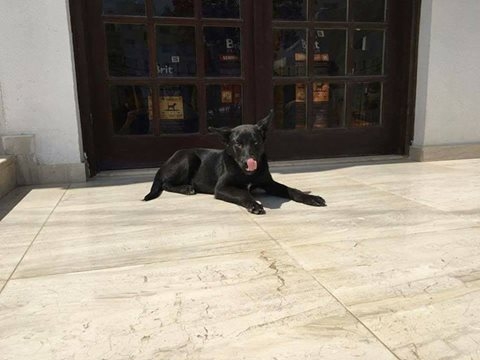 Sokaktaki canlarımıza yuvanızı açmak ister misiniz? galerisi resim 10