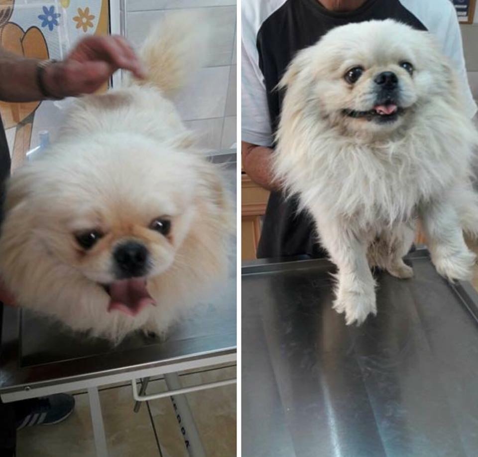 Sokaktaki canlarımıza yuvanızı açmak ister misiniz? galerisi resim 2