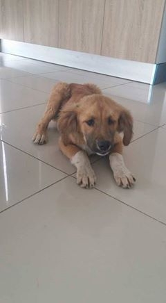 Sokaktaki canlarımıza yuvanızı açmak ister misiniz? galerisi resim 3