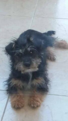 Sokaktaki canlarımıza yuvanızı açmak ister misiniz? galerisi resim 4