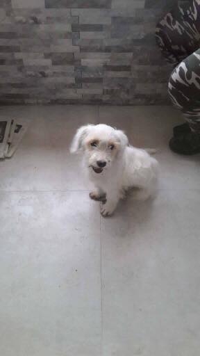 Sokaktaki canlarımıza yuvanızı açmak ister misiniz? galerisi resim 5