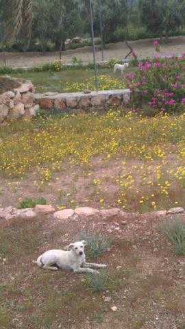 Sokaktaki canlarımıza yuvanızı açmak ister misiniz? galerisi resim 6