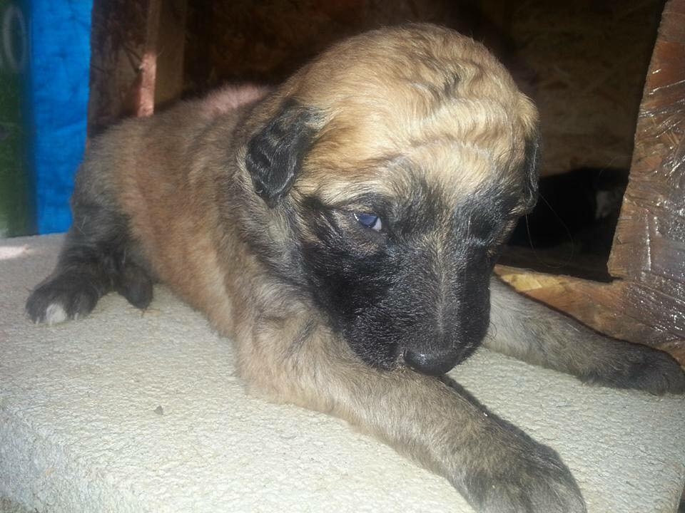 Sokaktaki canlarımıza yuvanızı açmak ister misiniz? galerisi resim 7