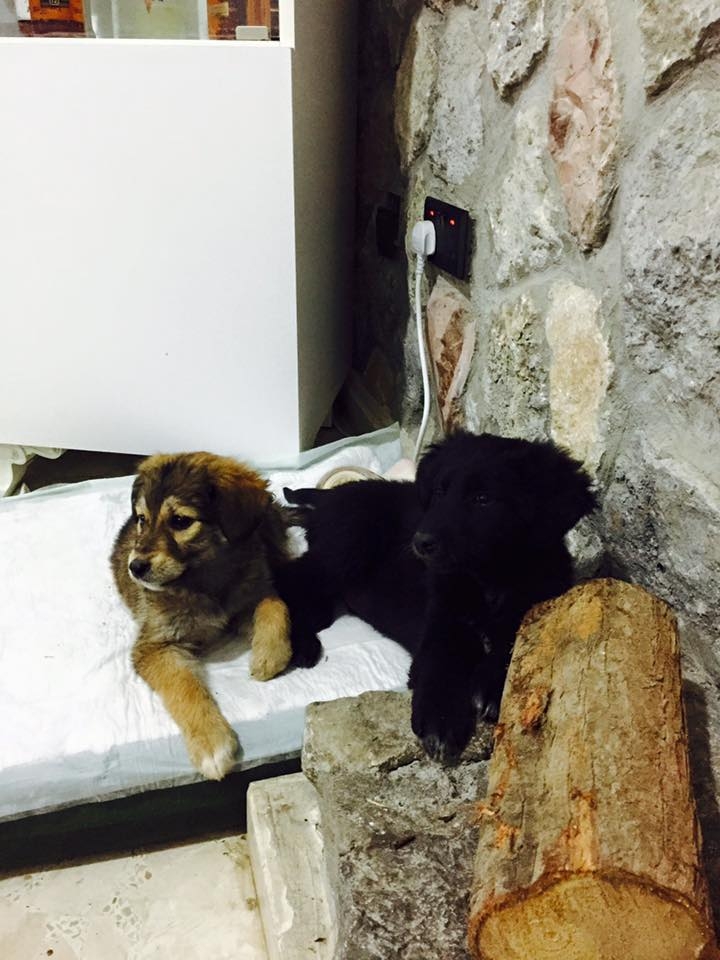 Sokaktaki canlarımıza yuvanızı açmak ister misiniz? galerisi resim 8