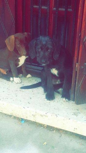 Sokaktaki canlarımıza yuvanızı açmak ister misiniz? galerisi resim 9