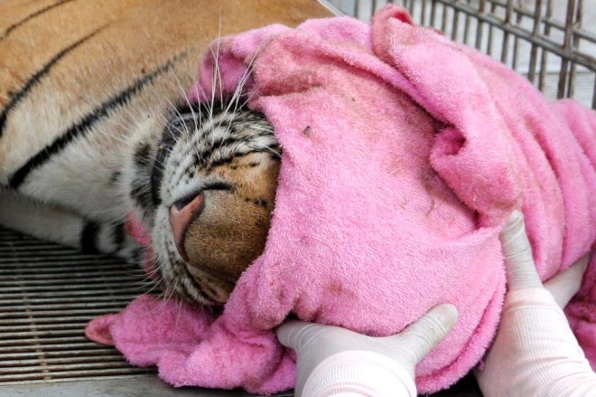 Cinsel gücü arttırmak için kaplanları katlettiler! galerisi resim 12