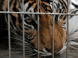 Cinsel gücü arttırmak için kaplanları katlettiler! galerisi resim 4