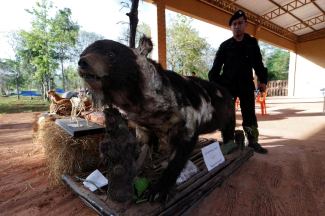Cinsel gücü arttırmak için kaplanları katlettiler! galerisi resim 8