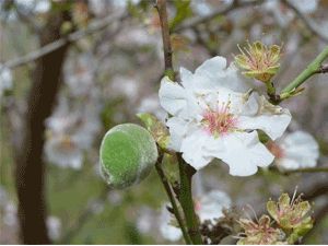Çağla meyvesinin faydaları nelerdir?