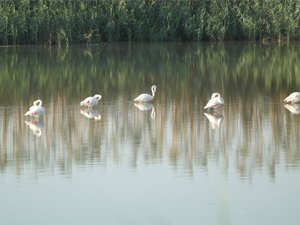 Flamingolar Haspolat'ı ziyaret etti...