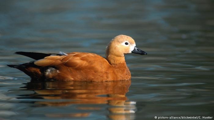 Bazıları yüksekten uçar galerisi resim 6