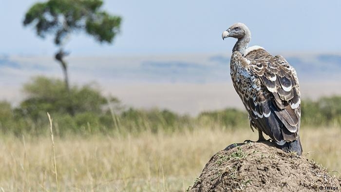 Bazıları yüksekten uçar galerisi resim 7