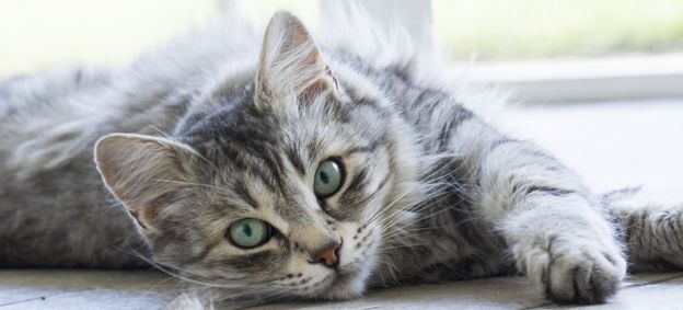 Sağlıklı ve mutlu olmanın 9 ucuz yolu galerisi resim 6