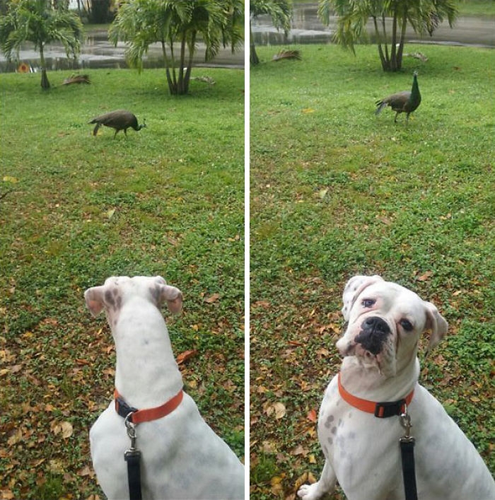 Dünyanın en garip köpek cinsi: Boksörler galerisi resim 123