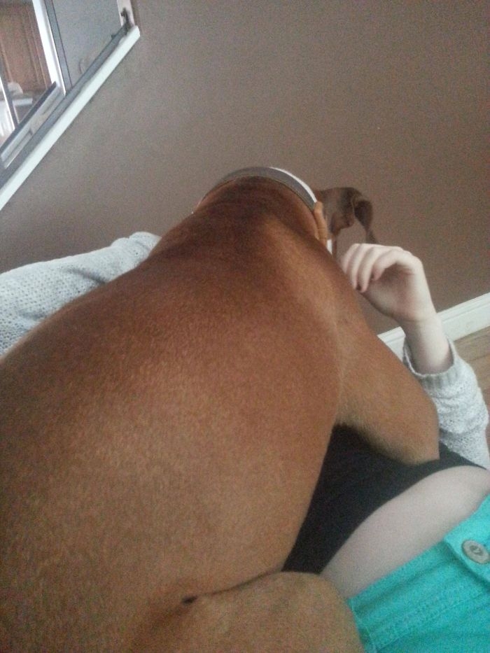 Dünyanın en garip köpek cinsi: Boksörler galerisi resim 147