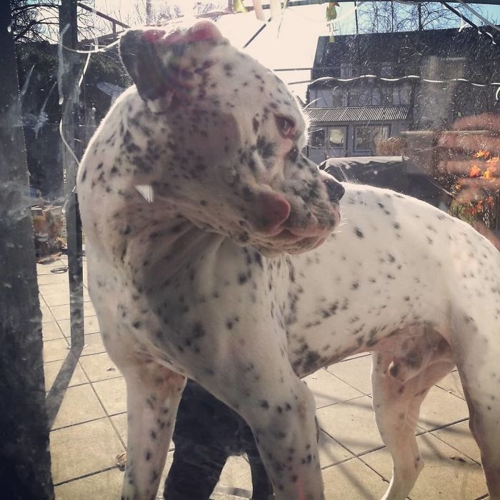 Dünyanın en garip köpek cinsi: Boksörler galerisi resim 149