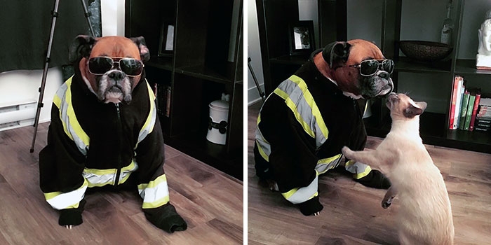 Dünyanın en garip köpek cinsi: Boksörler galerisi resim 165