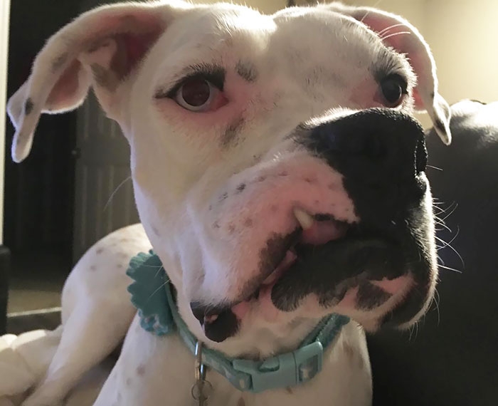 Dünyanın en garip köpek cinsi: Boksörler galerisi resim 195