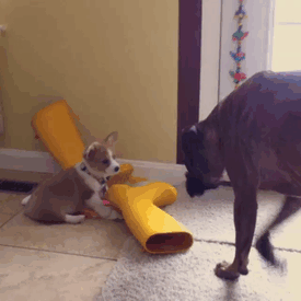 Dünyanın en garip köpek cinsi: Boksörler galerisi resim 28