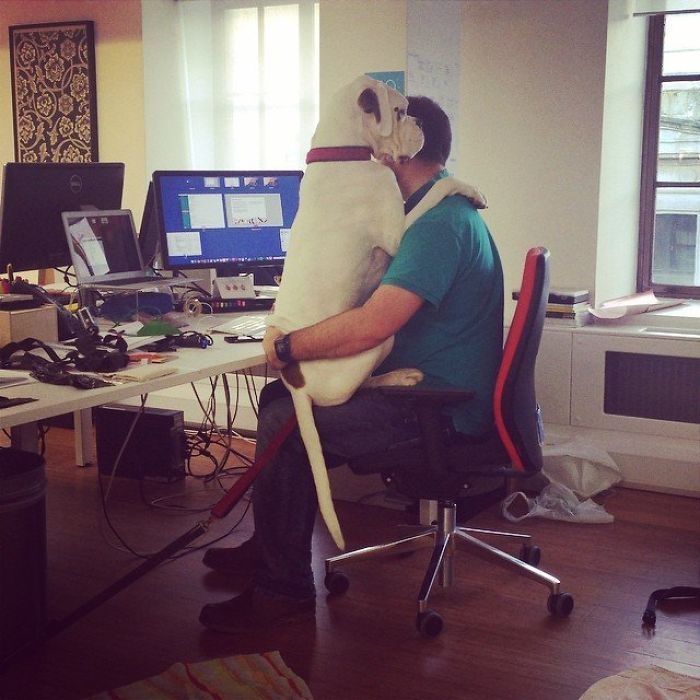 Dünyanın en garip köpek cinsi: Boksörler galerisi resim 33