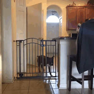 Dünyanın en garip köpek cinsi: Boksörler galerisi resim 6