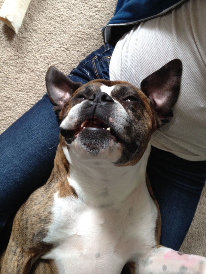 Dünyanın en garip köpek cinsi: Boksörler galerisi resim 76