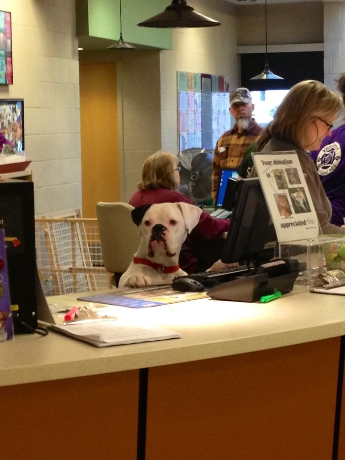 Dünyanın en garip köpek cinsi: Boksörler galerisi resim 89