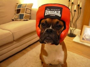 Dünyanın en garip köpek cinsi: Boksörler