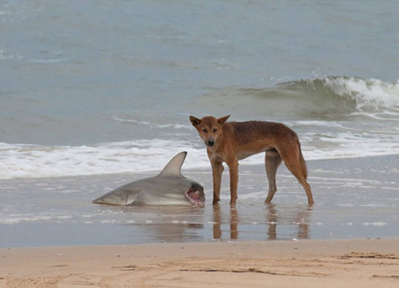 Avustralya'ya özgü ürkütücü 22 durum galerisi resim 10