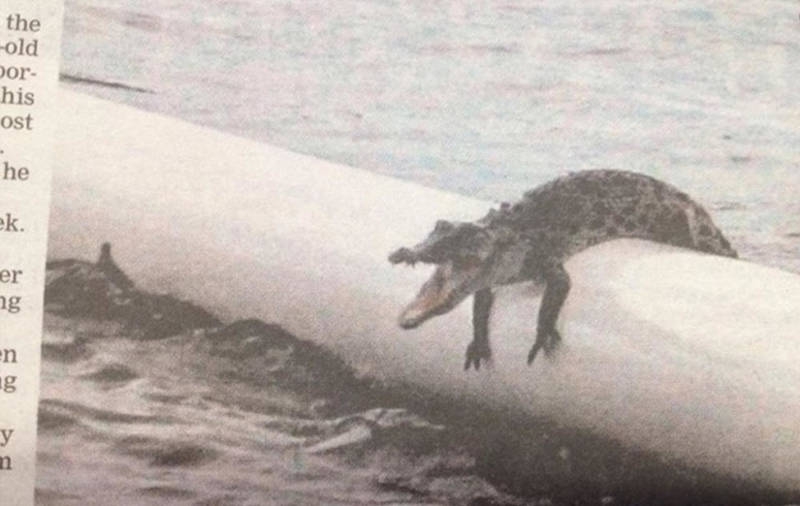 Avustralya'ya özgü ürkütücü 22 durum galerisi resim 11