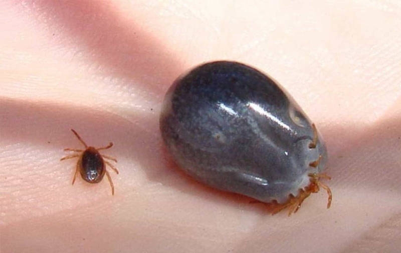 Avustralya'ya özgü ürkütücü 22 durum galerisi resim 12