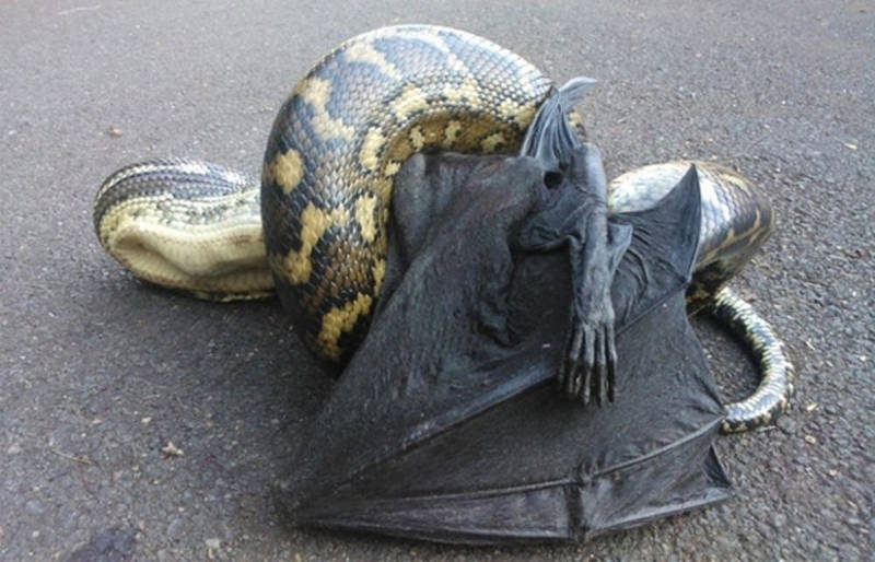 Avustralya'ya özgü ürkütücü 22 durum galerisi resim 13