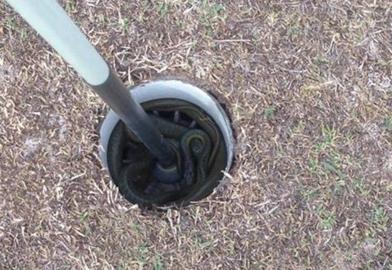 Avustralya'ya özgü ürkütücü 22 durum galerisi resim 14