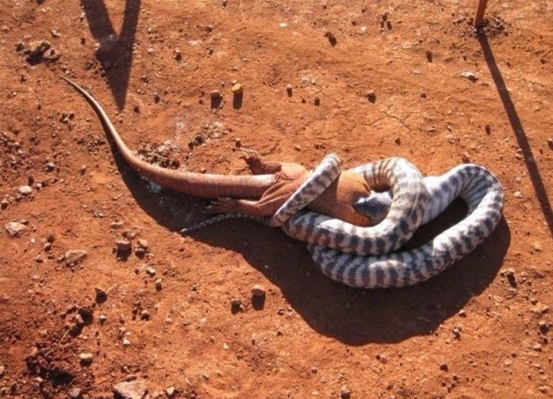 Avustralya'ya özgü ürkütücü 22 durum galerisi resim 15