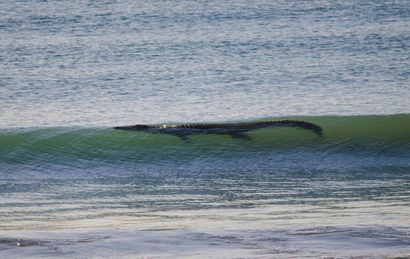 Avustralya'ya özgü ürkütücü 22 durum galerisi resim 16