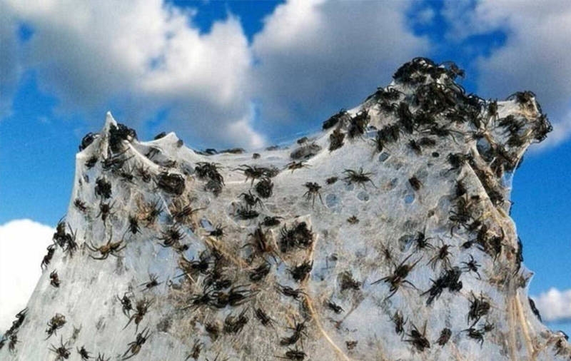 Avustralya'ya özgü ürkütücü 22 durum galerisi resim 19